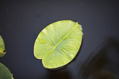 Ördek otu, bataklık bitkileri, nilüferler ve zambaklarla dolu bir gölet.