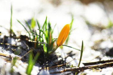 Bahar çiçekleri, beyaz crocus kar damlaları güneş ışınları. Baharda kırsalda beyaz ve sarı timsahlar. Taze neşeli bitkiler çiçek açtı. Genç filizler.