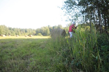 Parlak bahar, şafakta ormanda yeşilleniyor. Doğa ilkbaharın başlarında canlanır..