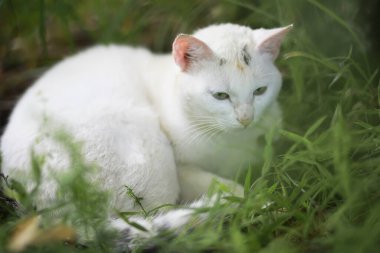 Çizgili kedi portresi, sevimli küçük gri kedi, dinlenen kedi portresi.