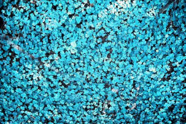 Dört yapraklı yonca arkaplanı. Geleneksel İrlanda sembolü. Aziz Patrick Günü.