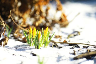 Bahar çiçekleri, beyaz crocus kar damlaları güneş ışınları. Baharda kırsalda beyaz ve sarı timsahlar. Taze neşeli bitkiler çiçek açtı. Genç filizler.