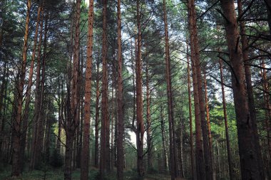 Parlak bahar, şafakta ormanda yeşilleniyor. Doğa ilkbaharın başlarında canlanır..