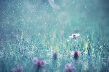 Yabani çiçek. Yeşil çayır pınarındaki küçük çiçekler.