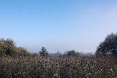 Gölde sis var. Sabah doğa suyu ve beyaz sis.