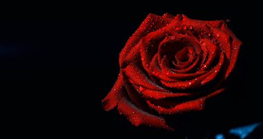 Bir buket taze çiçek. Sevdiğine bayram hediyesi. Sevgililer Günü arkaplanı. Gül, lale, Iris çiçek aranjmanı.