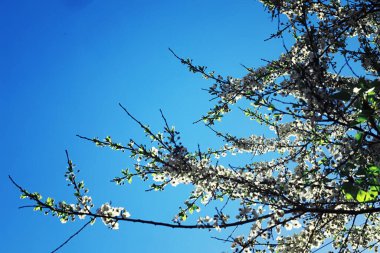 Parlak bahar, şafakta ormanda yeşilleniyor. Doğa ilkbaharın başlarında canlanır..