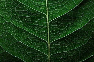 Su damlacıklarıyla bir çiçek yaprağının makro görüntüsü. Bulanık lekelerin arkaplanındaki yaprak ve yaprak dokusu.