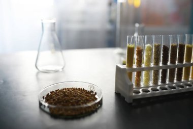 Seçim bitkilerinin tohumlarıyla test tüpleri. Laboratuvardaki Tarım Tahılları ve Tohumları İnceleme Araştırması