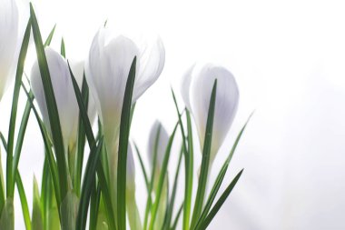 Crocus (çoğul krokus), göz familyasından çiçekli bir bitki cinsidir. Tek bir krokus, bir avuç timsah, timsah dolu bir çayır, yakın plan krukus. Beyaz arkaplanda Crocus.