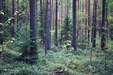 Parlak bahar, şafakta ormanda yeşilleniyor. Doğa ilkbaharın başlarında canlanır..