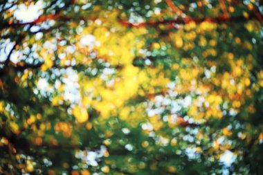 Parlak bahar, şafakta ormanda yeşilleniyor. Doğa ilkbaharın başlarında canlanır..