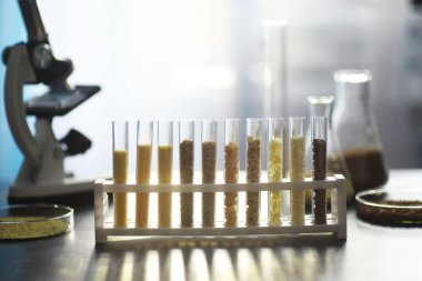 Seçim bitkilerinin tohumlarıyla test tüpleri. Laboratuvardaki Tarım Tahılları ve Tohumları İnceleme Araştırması