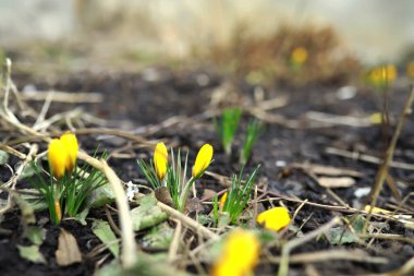 İlkbaharda kırsalda beyaz ve sarı timsahlar. Parlak bahar çiçekleri. Taze neşeli bitkiler çiçek açtı. Genç filizler.