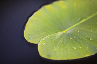 Ördek otu, bataklık bitkileri, nilüferler ve zambaklarla dolu bir gölet.