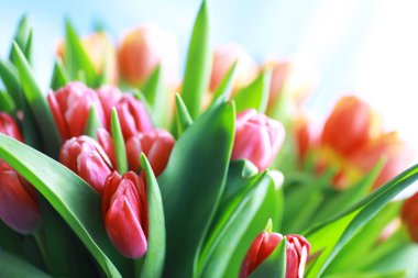 Çiçekler, bahar tatilleri ve ev dekorasyonu konsepti - buket güzel laleler, çiçekli arka plan