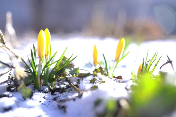 Frühlingsblumen Weiße Krokusse Schneeglöckchen Sonnenstrahlen Weiße Und Gelbe Krokusse Frühling — Stockfoto