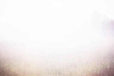 Sahada sis var. Yazın beyaz sisle akşam doğası.