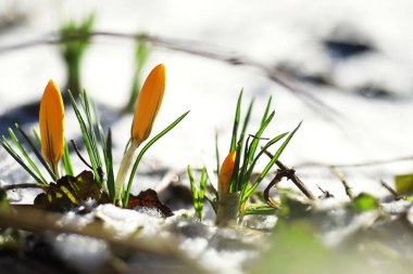 Bahar çiçekleri, beyaz crocus kar damlaları güneş ışınları. Baharda kırsalda beyaz ve sarı timsahlar. Taze neşeli bitkiler çiçek açtı. Genç filizler.