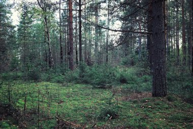Parlak bahar, şafakta ormanda yeşilleniyor. Doğa ilkbaharın başlarında canlanır..