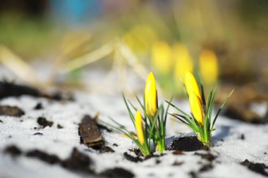 Bahar çiçekleri, beyaz crocus kar damlaları güneş ışınları. Baharda kırsalda beyaz ve sarı timsahlar. Taze neşeli bitkiler çiçek açtı. Genç filizler.