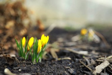 İlkbaharda kırsalda beyaz ve sarı timsahlar. Parlak bahar çiçekleri. Taze neşeli bitkiler çiçek açtı. Genç filizler.