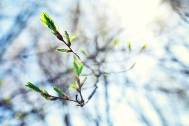 Parlak bahar, şafakta ormanda yeşilleniyor. Doğa ilkbaharın başlarında canlanır..