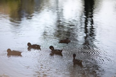 Güneşli bir günde bir kuş gölde dinlenir. Su zambakları arka planda sallanıyor..
