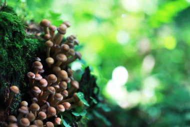 Küçük mantarlar makro / doğa ormanı, zehirli mantarlar küflenmiş.