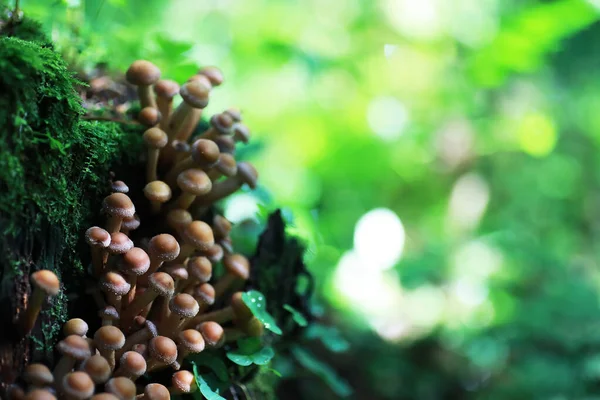 Küçük mantarlar makro / doğa ormanı, zehirli mantarlar küflenmiş.