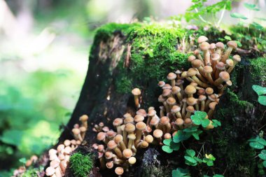 Küçük mantarlar makro / doğa ormanı, zehirli mantarlar küflenmiş.