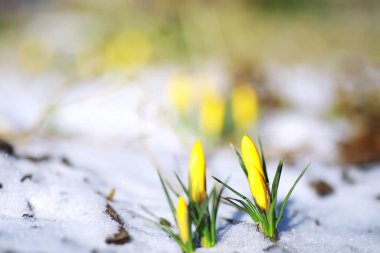 Bahar çiçekleri, beyaz crocus kar damlaları güneş ışınları. Baharda kırsalda beyaz ve sarı timsahlar. Taze neşeli bitkiler çiçek açtı. Genç filizler.