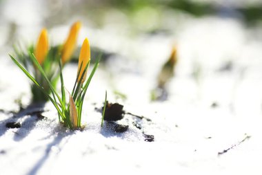 Bahar çiçekleri, beyaz crocus kar damlaları güneş ışınları. Baharda kırsalda beyaz ve sarı timsahlar. Taze neşeli bitkiler çiçek açtı. Genç filizler.