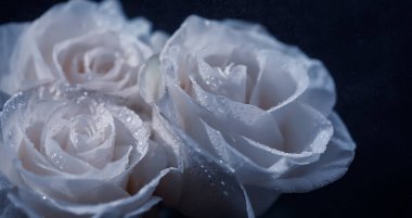 Bir buket taze çiçek. Sevdiğine bayram hediyesi. Sevgililer Günü arkaplanı. Gül, lale, Iris çiçek aranjmanı.