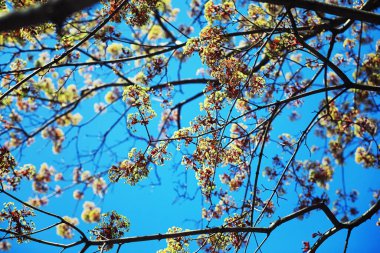 Parlak bahar, şafakta ormanda yeşilleniyor. Doğa ilkbaharın başlarında canlanır..