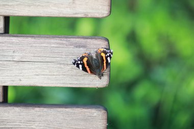 Ağaçtaki kelebekler. Kelebekler ve nektar. Huş ağacı suyu. Ormandaki kelebekler. Doğa. Orman. Kelebekler.