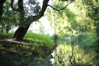 Parlak bahar, şafakta ormanda yeşilleniyor. Doğa ilkbaharın başlarında canlanır..