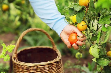 Mutlu organik çiftçiler serada domates topluyor. Taze biçilmiş domatesli çiftçi elleri. Taze biçilmiş domatesler ellerinde. Genç kız organik yeşil sağlıklı yiyecekleri tutuyor. Kadın elleri domates tutuyor..