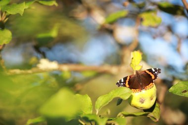 Ağaçtaki kelebekler. Kelebekler ve nektar. Huş ağacı suyu. Ormandaki kelebekler. Doğa. Orman. Kelebekler.