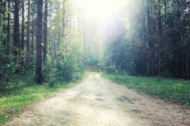 Parlak bahar, şafakta ormanda yeşilleniyor. Doğa ilkbaharın başlarında canlanır..