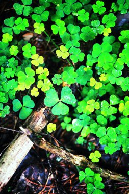 Dört yapraklı yonca arkaplanı. Geleneksel İrlanda sembolü. Aziz Patrick Günü.