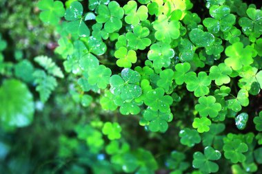 Dört yapraklı yonca arkaplanı. Geleneksel İrlanda sembolü. Aziz Patrick Günü.