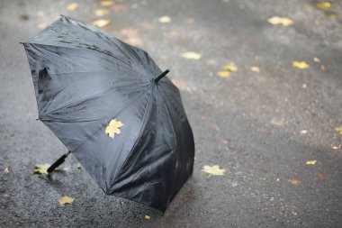 Gündüz vakti parkta sonbahar arkaplanı