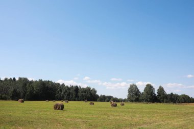 Parlak bahar, şafakta ormanda yeşilleniyor. Doğa ilkbaharın başlarında canlanır..