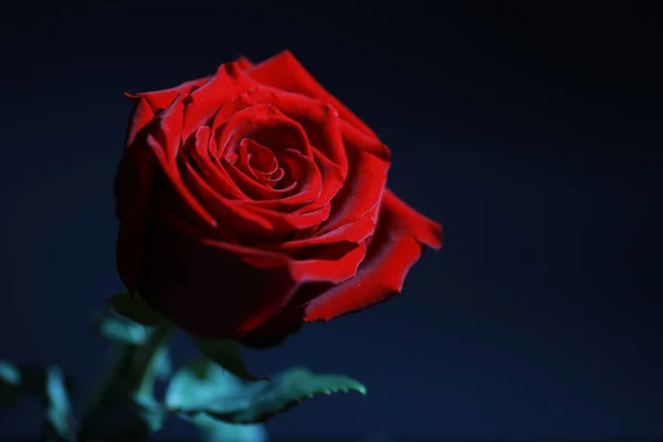 一束鲜花 送给心爱的人的节日礼物背景圣瓦伦丁节玫瑰 郁金香 蝴蝶花 — 图库照片