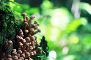 small mushrooms macro nature forest, strong increase in poisonous mushrooms mold