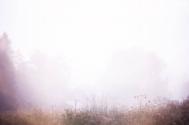 Sahada sis var. Yazın beyaz sisle akşam doğası.