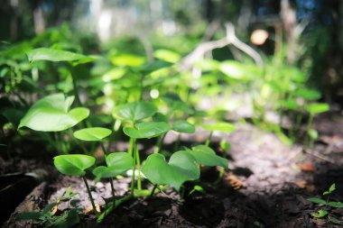 Parlak bahar, şafakta ormanda yeşilleniyor. Doğa ilkbaharın başlarında canlanır..