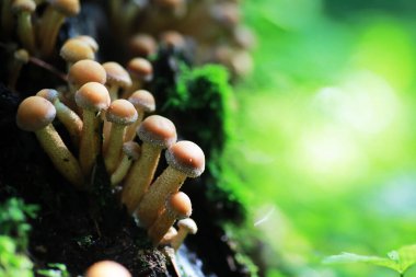 small mushrooms macro nature forest, strong increase in poisonous mushrooms mold