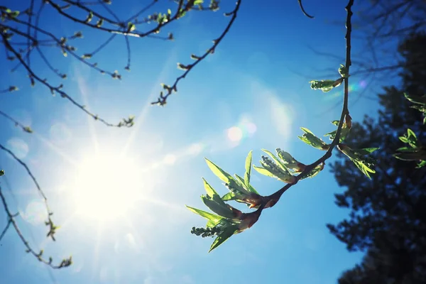 Verduras Primavera Brilhantes Amanhecer Floresta Natureza Ganha Vida Início Primavera — Fotografia de Stock